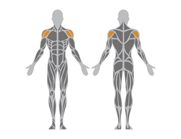 Shoulders Trainer - Påvirkede muskelgrupper