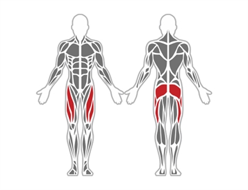 Leg Press, Twin - Påvirkede muskelgrupper