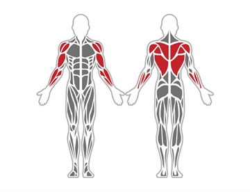 Pull-up Rack - Påvirkede muskelgrupper