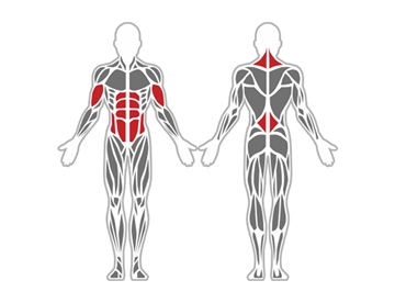 Support Abdominal - Påvirkede muskelgrupper