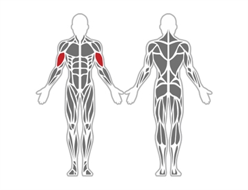 Biceps Twin - Påvirkede muskelgrupper