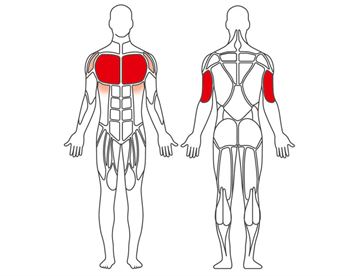 Breast-shoulderpress muskelgrupper